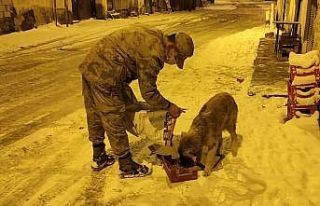 Jandarma sokak hayvanları için doğaya yem bıraktı