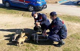 Jandarma sokak hayvanlarını elleriyle besledi