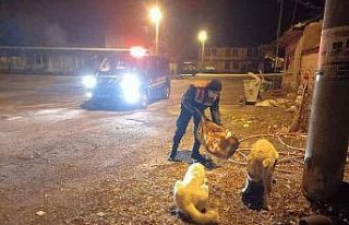Jandarma sokak hayvanlarını unutmadı