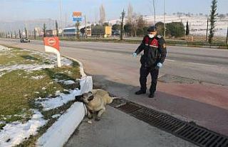 Jandarmadan yaralı köpeğe yardım eli