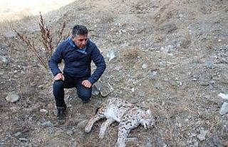 Kaçak avcılar, vaşak vurdu
