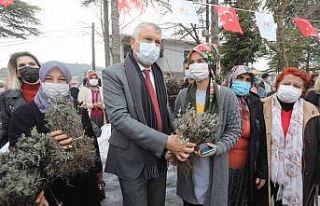 Kadın üreticilere lavanta fidesi