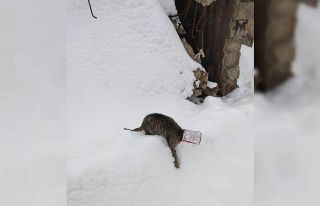 Kafası kutuya sıkışan kedinin imdadına okul müdürü...