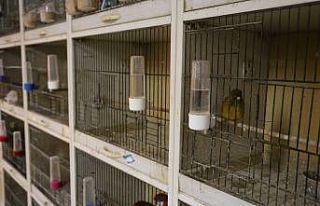 Kafes kuşu piyasasını pandemi vurdu, fiyatlar uçtu