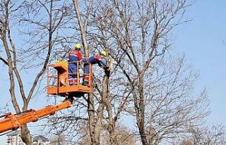 Kağıthane’de ağaçların budama işlemleri devam...