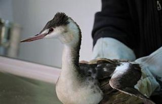 Kanadına saçma isabet eden ‘Karabatak’ kuşu...