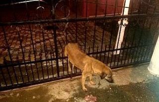 Kapı korkuluklarından geçemedi, itfaiye kurtardı