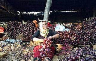 Kapıdağ Mor Soğanı yurt dışına ihraç edilecek