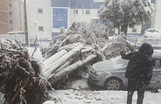 Kar nedeniyle ağaç aracın üzerine yıkıldı