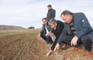 “Kar yağışı çiftçiye can suyu oldu”