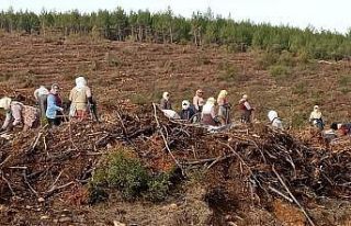 Karacasu’da 280 bin fidan toprakla buluşuyor
