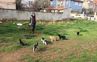 Karacasu’da sokak canları unutulmadı