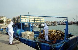 Karaduvar Balıkçı Barınağındaki balıkçı tekneleri...