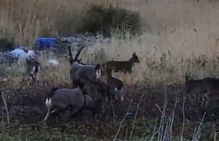 Karaleylek kanyonu çevresinde yaban keçi sürüsü...