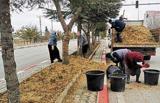 Karaman’da budanan ağaçlar gübre olarak kullanılıyor