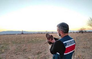 Karaman’da yaralı şahin koruma altına alındı