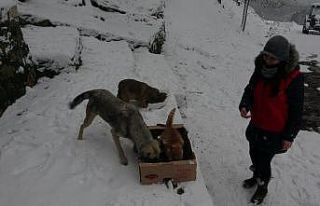 Karda aç kalan sokak hayvanlarını su ve mama bıraktılar