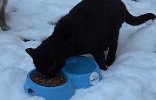 Karda kışta sokak hayvanlarını unutmadılar