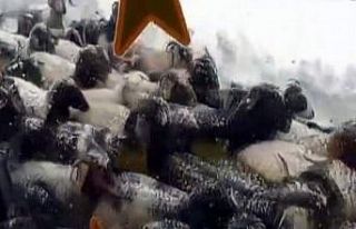 Karda mahsur kalan çoban ve koyun sürüsü kurtarıldı