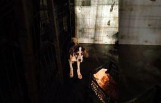 Karda mahsur kalan köpek kurtarıldı
