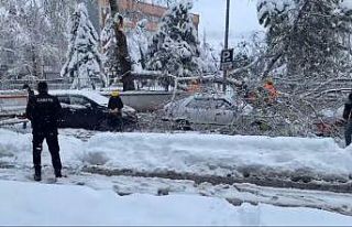 Karın ağırlığına dayanamayan ağacın dalı...