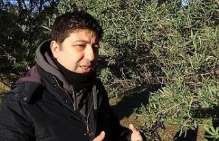 Karın zeytinlikler için bir etkisi daha ortaya çıktı