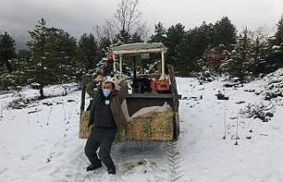 Karla kaplanan dağlarda yaban hayatı unutulmadı