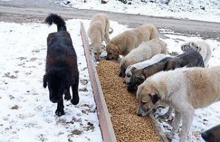 Karlı havada sokak hayvanları unutulmadı