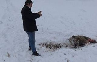 Kars’ta aç kalan kurtlar domuzlara saldırdı