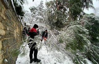 Kartal Belediyesi ekiplerinden devrilen ağaca müdahale