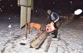 Kartepe Belediyesi sokak hayvanları için tüm önlemleri...