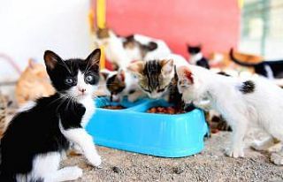 Kaşlı Geçici Hayvan Bakımevi salı günleri ziyarete...