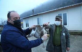 Kastamonu’ da yaralı halde bulunan şahin tedavi...