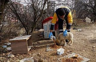 Kastamonu’da sokak hayvanları için 14 ton mama...