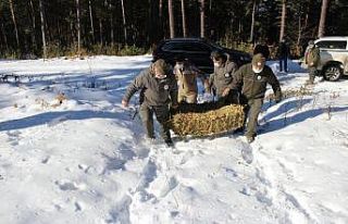 Kastamonu’da yaban hayatı için doğaya yem bırakıldı