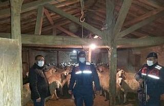 Kaybolan 90 Koyunu Jandarma ekipleri buldu