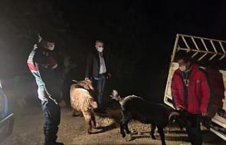 Kayıp keçiler, ormanlık alanda bulundu