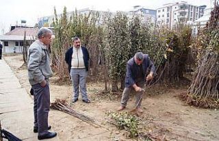 Kayısıda fiyatlar yükseldi, fidan satışları...