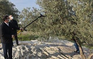 Kaymakam Şahin zeytin hasadı yaptı