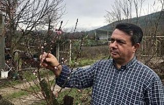 Kaz Dağları eteklerindeki şeftali ağacı çiçek...