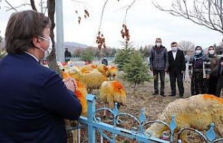 Kazada koyunları telef olan Şerife anne koyunlarına...