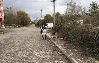 Kazancının yarısını sokak hayvanları için harcıyor