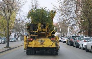 Keçiören’de ağaçlar verimli topraklara taşınıyor
