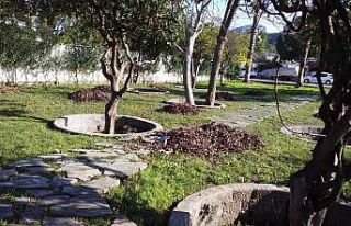Kemer Belediyesi ilçeyi yeşile boyuyor