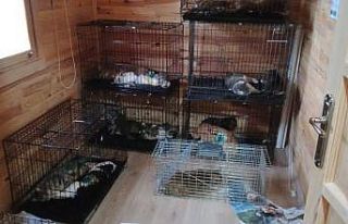 Kemer Belediyesinden sokak hayvanlarına operasyon