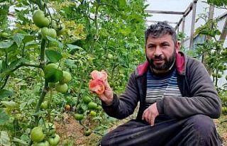 Kendi imkanıyla kurduğu serada organik domates yetiştiriyor