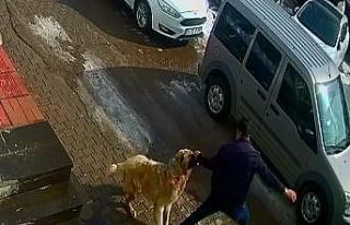 Kendisine saldıran köpeği yumruklayarak kurtuldu
