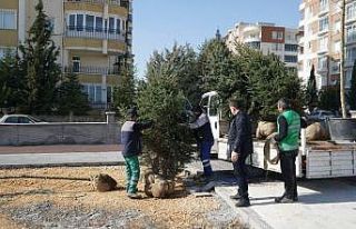 Kent Parkta ağaçlandırma çalışması