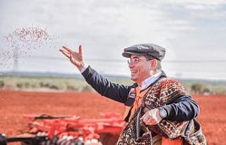 Kepez’de ekilen 540 dönüm buğday filiz verdi