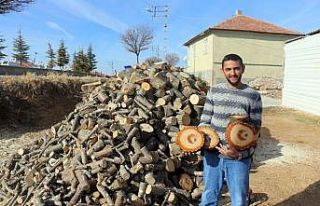 Kesilen ağacın gövdesinden “ay yıldız” figürü...